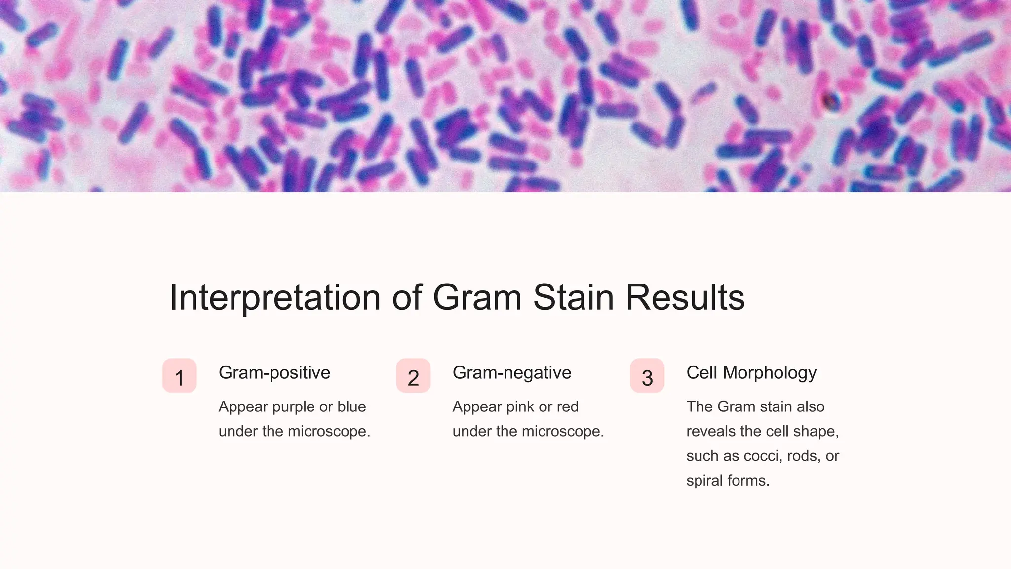Gram Stain Introduction Principle Procedure PPTX Gram Stain Introduction Principle Procedure PPTX