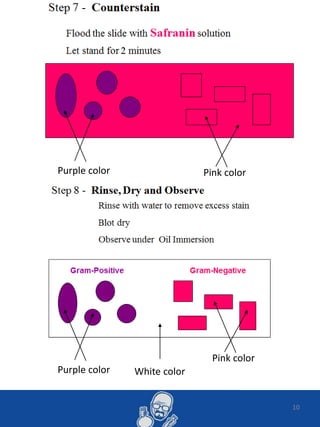 10
Purple color Pink color
Pink color
Purple color White color
 