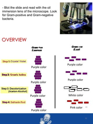 11
- Blot the slide and read with the oil
immersion lens of the microscope. Look
for Gram-positive and Gram-negative
bacteria.
Pink color
White color
Purple color
Purple color
Purple color
Purple color
Purple color
Purple color
OVERVIEW
 