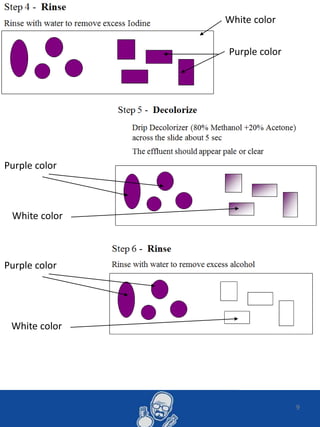 9
Purple color
White color
Purple color
White color
Purple color
White color
 