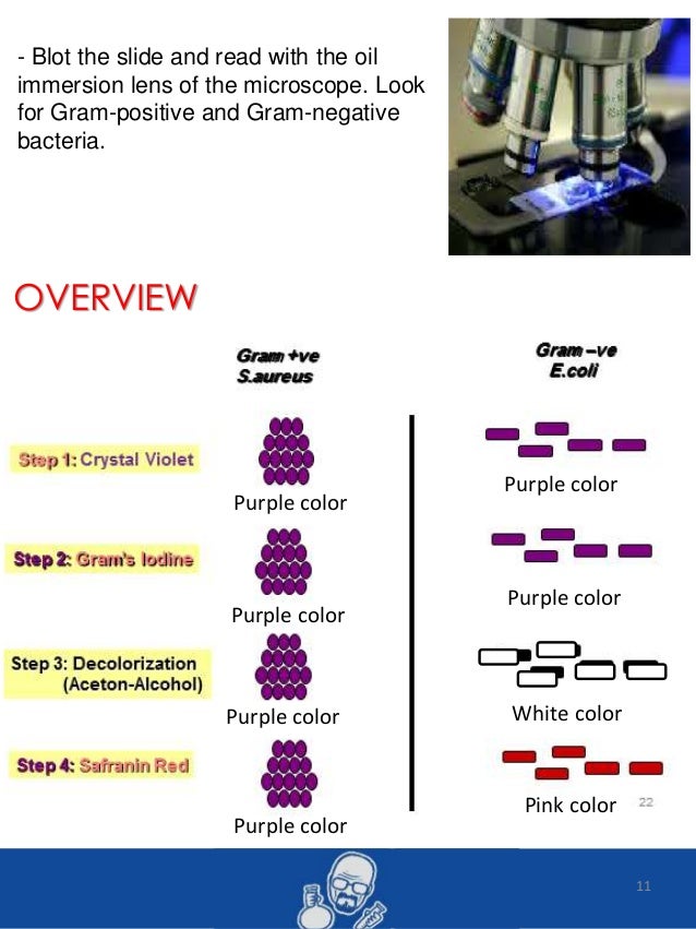 lab report 1 gram staining A gram stain reagents are checked weekly and also when a new lot of stain is to be put into use, as per the clia quality control regulatory notice (published july 18, 1997) b gram stain reagents are evaluated by staining the following recommended bacterial strains atcc 25923. lab report 1 gram staining A gram stain reagents are checked weekly and also when a new lot of stain is to be put into use, as per the clia quality control regulatory notice (published july 18, 1997) b gram stain reagents are evaluated by staining the following recommended bacterial strains atcc 25923.