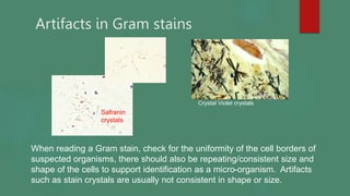 Artifacts in Gram stains
Safranin
crystals
Crystal Violet crystals
When reading a Gram stain, check for the uniformity of the cell borders of
suspected organisms, there should also be repeating/consistent size and
shape of the cells to support identification as a micro-organism. Artifacts
such as stain crystals are usually not consistent in shape or size.
 