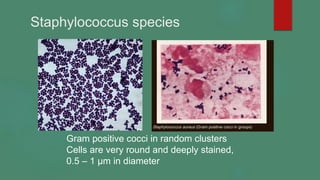 Staphylococcus species
Gram positive cocci in random clusters
Cells are very round and deeply stained,
0.5 – 1 µm in diameter
 