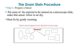 • Step 1 - Prepare a Smear
• Put some of the material to be stained on a microscope slide,
make thin smear. Allow to air dry.
• Heat fix by gently warming
The Gram Stain Procedure
Watch what happens to the “Bacteria” at each step
“Bacteria”
 
