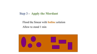 Step 3 - Apply the Mordant
Flood the Smear with Iodine solution
Allow to stand 1 min
 