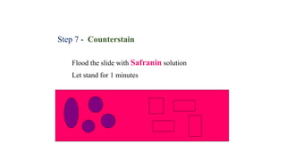 Step 7 - Counterstain
Flood the slide with Safranin solution
Let stand for 1 minutes
 