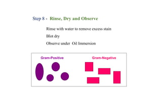Step 8 - Rinse, Dry and Observe
Gram-Positive Gram-Negative
Rinse with water to remove excess stain
Blot dry
Observe under Oil Immersion
 