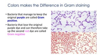 Colors makes the Difference in Gram staining
• Bacteria that manage to keep the
original purple are called Gram
positive.
• Bacteria that lose the original
purple dye and can therefore take
up the second red dye are called
Gram negative
 