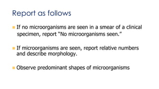 Report as follows
 If no microorganisms are seen in a smear of a clinical
specimen, report “No microorganisms seen.”
 If microorganisms are seen, report relative numbers
and describe morphology.
 Observe predominant shapes of microorganisms
 