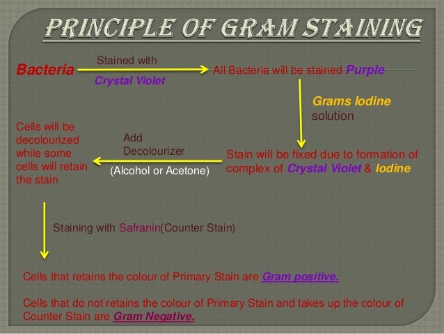 Gram staining