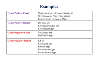 Examples
Gram Positive Cocci Staphylococcus (Cocci in clusters)
Streptococcus (Cocci in chains)
Enterococcus (Cocci in Pairs)
Gram Positive Bacilli Bacillus spp
Corynebacterium spp
Clostridium spp
Gram Negative Cocci Neisseriae spp
Veillonella spp
Gram Negative Bacilli E.Coli
Klebsiella spp
Proteus spp
Enterobacter spp
Pseudomonas spp
 