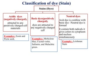 Classification of dye (Stain)
Stains (Dyes)
Acidic dyes
(negatively charged),
attracted to any
positively charged cell
materials
Basic dyes(positively
charged),
dyes are attracted to
any negatively charged
cell
Neutral dyes
Acid dye is combine with
basic dye –Neutral dye is
formed
It contain both radicals it
gives colors to cytoplasm
and nucleus
simultaneously
Examples:- Methylene
blue, Crystal violet,
Safranin, and Malachite
green.
Examples:- Eosin and
Picric acid,
Example:- Leishman
Stain
 