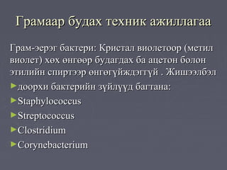 Грамаар будах техник ажиллагаа
Грам-эерэг бактери: Кристал виолетоор (метил
виолет) хөх өнгөөр будагдах ба aцeтон болон
этилийн спиртээр өнгөгүйждэггүй . Жишээлбэл
►доорхи бактерийн зүйлүүд багтана:
►Staphylococcus
►Streptococcus
►Clostridium
►Corynebacterium
 