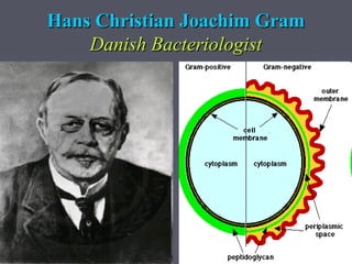 Hans Christian Joachim Gram
    Danish Bacteriologist
 