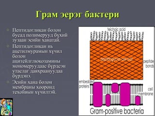 Gram staining altanzul | PPT