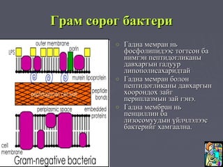 Грам сөрөг бактери
         o   Гадна мемран нь
             фосфолипидээс тогтсон ба
             нимгэн пептидогликаны
             давхаргын гадуур
             липополисахаридтай
         o   Гадна мемран болон
             пептидогликаны давхаргын
             хоорондох зайг
             периплазмын зай гэнэ.
         o   Гадна мембран нь
             пенциллин ба
             лизосомуудын үйлчлэлээс
             бактерийг хамгаална.
 