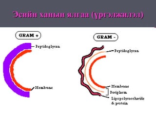 Эсийн ханын ялгаа (үргэлжилэл)
 