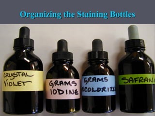 Organizing the Staining Bottles
 