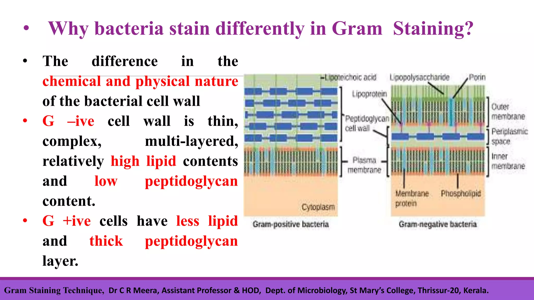 • Why bacteria stain differently in Gram Staining?
• The difference in the
chemical and physical nature
of the bacterial cell wall
• G –ive cell wall is thin,
complex, multi-layered,
relatively high lipid contents
and low peptidoglycan
content.
• G +ive cells have less lipid
and thick peptidoglycan
layer.
Gram Staining Technique, Dr C R Meera, Assistant Professor & HOD, Dept. of Microbiology, St Mary’s College, Thrissur-20, Kerala.
 