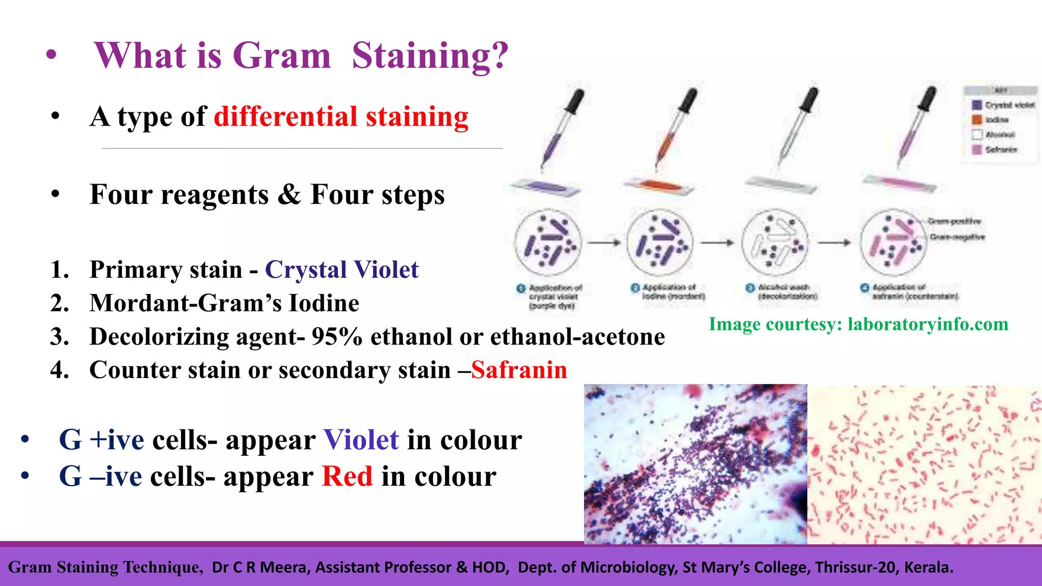 • What is Gram Staining?
• A type of differential staining
• Four reagents & Four steps
1. Primary stain - Crystal Violet
2. Mordant-Gram’s Iodine
3. Decolorizing agent- 95% ethanol or ethanol-acetone
4. Counter stain or secondary stain –Safranin
• G +ive cells- appear Violet in colour
• G –ive cells- appear Red in colour
Image courtesy: laboratoryinfo.com
Gram Staining Technique, Dr C R Meera, Assistant Professor & HOD, Dept. of Microbiology, St Mary’s College, Thrissur-20, Kerala.
 