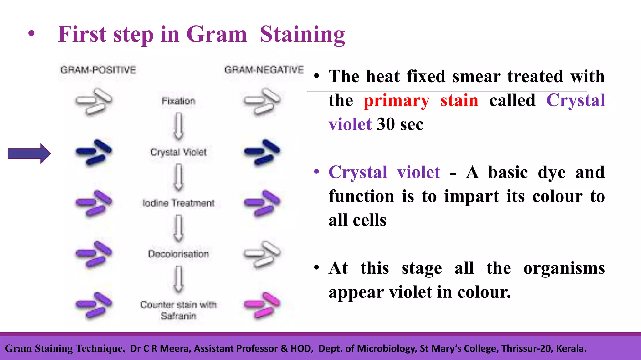 • The heat fixed smear treated with
the primary stain called Crystal
violet 30 sec
• Crystal violet - A basic dye and
function is to impart its colour to
all cells
• At this stage all the organisms
appear violet in colour.
• First step in Gram Staining
Gram Staining Technique, Dr C R Meera, Assistant Professor & HOD, Dept. of Microbiology, St Mary’s College, Thrissur-20, Kerala.
 