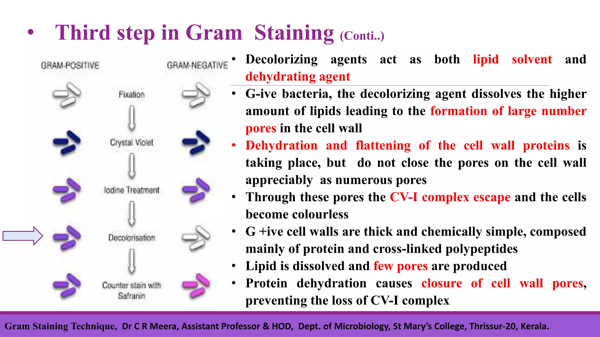 • Third step in Gram Staining (Conti..)
• Decolorizing agents act as both lipid solvent and
dehydrating agent
• G-ive bacteria, the decolorizing agent dissolves the higher
amount of lipids leading to the formation of large number
pores in the cell wall
• Dehydration and flattening of the cell wall proteins is
taking place, but do not close the pores on the cell wall
appreciably as numerous pores
• Through these pores the CV-I complex escape and the cells
become colourless
• G +ive cell walls are thick and chemically simple, composed
mainly of protein and cross-linked polypeptides
• Lipid is dissolved and few pores are produced
• Protein dehydration causes closure of cell wall pores,
preventing the loss of CV-I complex
Gram Staining Technique, Dr C R Meera, Assistant Professor & HOD, Dept. of Microbiology, St Mary’s College, Thrissur-20, Kerala.
 