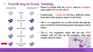• Smear is treated with the counter stain or secondary
stain called Safranin for 30 sec
• Counterstain - a basic dye having a different colour
from that of the primary stain Crystal Violet
• The G -ive organisms take up this red dye through the
pores created by decolorizing agents and appear red in
colour
• The G +ive organisms which did not lose CV-I
complex will not take up the secondary stain and
remain violet in colour
• Fourth step in Gram Staining
Gram Staining Technique, Dr C R Meera, Assistant Professor & HOD, Dept. of Microbiology, St Mary’s College, Thrissur-20, Kerala.
 