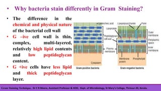 • Why bacteria stain differently in Gram Staining?
• The difference in the
chemical and physical nature
of the bacterial cell wall
• G –ive cell wall is thin,
complex, multi-layered,
relatively high lipid contents
and low peptidoglycan
content.
• G +ive cells have less lipid
and thick peptidoglycan
layer.
Gram Staining Technique, Dr C R Meera, Assistant Professor & HOD, Dept. of Microbiology, St Mary’s College, Thrissur-20, Kerala.
 