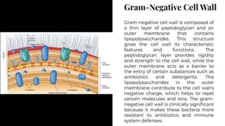 Exploring Gram Staining: A Comprehensive Guide to Bacterial Cell Wall Classification