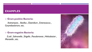 EXAMPLES
➢ Gram-positive Bacteria:
Actinomyces , Bacillus , Clostridium , Enterococcus ,
Corynebacterium, etc.
➢ Gram-negative Bacteria:
E.coli , Salmonella , Shigella , Pseudomonas , Helicobacter ,
Moraxella , etc.
 