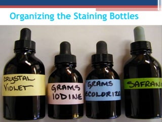 Organizing the Staining Bottles
 