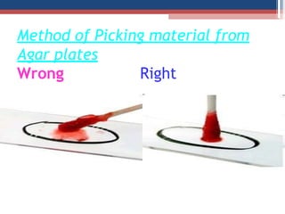 Method of Picking material from
Agar plates
Wrong Right
 