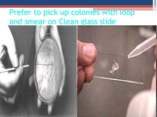 Prefer to pick up colonies with loop
and smear on Clean glass slide
 