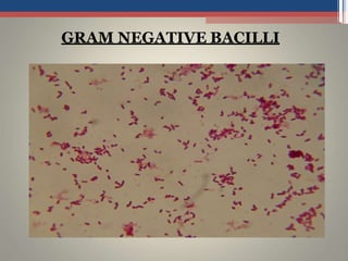 GRAM NEGATIVE BACILLI
 