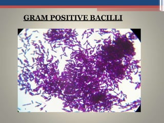 GRAM POSITIVE BACILLI
 