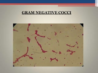 GRAM NEGATIVE COCCI
 
