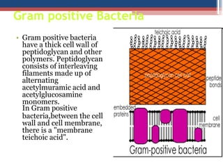 Gram positive Bacteria
• Gram positive bacteria
have a thick cell wall of
peptidoglycan and other
polymers. Peptidoglycan
consists of interleaving
filaments made up of
alternating
acetylmuramic acid and
acetylglucosamine
monomers.
In Gram positive
bacteria,between the cell
wall and cell membrane,
there is a "membrane
teichoic acid".
 