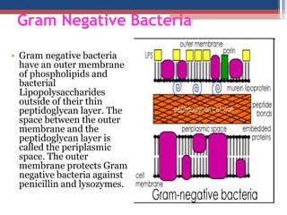 Gram Negative Bacteria
• Gram negative bacteria
have an outer membrane
of phospholipids and
bacterial
Lipopolysaccharides
outside of their thin
peptidoglycan layer. The
space between the outer
membrane and the
peptidoglycan layer is
called the periplasmic
space. The outer
membrane protects Gram
negative bacteria against
penicillin and lysozymes.
 