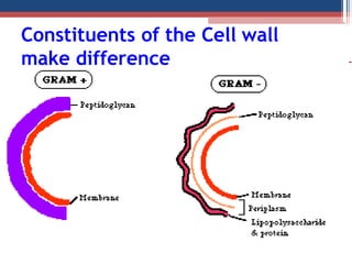 Constituents of the Cell wall
make difference
 