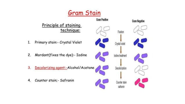 Gram staining technique for bacterial identification.ppt