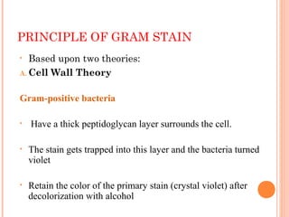 PRINCIPLE OF GRAM STAIN
• Based upon two theories:
A. Cell Wall Theory
Gram-positive bacteria
• Have a thick peptidoglycan layer surrounds the cell.
• The stain gets trapped into this layer and the bacteria turned
violet
• Retain the color of the primary stain (crystal violet) after
decolorization with alcohol
11
 