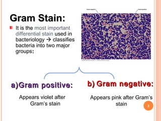 2
Gram Stain:Gram Stain:
It is the most important
differential stain used in
bacteriology  classifies
bacteria into two major
groups::
a)a)Gram positive:Gram positive:
Appears violet after
Gram’s stain
b)b) Gram negative:Gram negative:
Appears pink after Gram’s
stain
 