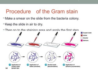 Gram Stain Procedure and practical analysis.pptx