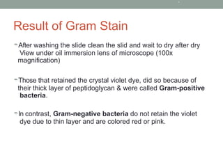 Gram Stain Procedure and practical analysis.pptx