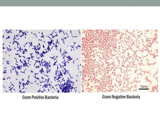 Gram Stain Procedure and practical analysis.pptx