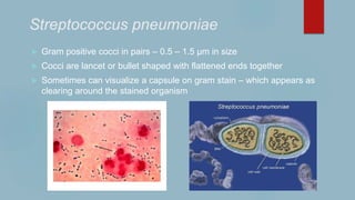 Streptococcus pneumoniae
 Gram positive cocci in pairs – 0.5 – 1.5 µm in size
 Cocci are lancet or bullet shaped with flattened ends together
 Sometimes can visualize a capsule on gram stain – which appears as
clearing around the stained organism
 