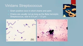 Viridans Streptococcus
 Gram positive cocci in short chains and pairs
 Chains are usually not as long as the Beta hemolytic
Streptococcus, size is 0.5 µm – 1.5 µm.
 