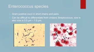 Enterococcus species
 Gram positive cocci in short chains and pairs
 Can be difficult to differentiate from viridans Streptococcus, size is
also size is 0.5 µm – 1.5 µm.
 