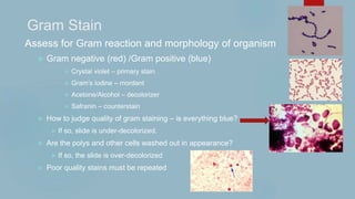 Gram Stain
Assess for Gram reaction and morphology of organism
 Gram negative (red) /Gram positive (blue)
 Crystal violet – primary stain
 Gram’s iodine – mordant
 Acetone/Alcohol – decolorizer
 Safranin – counterstain
 How to judge quality of gram staining – is everything blue?
 If so, slide is under-decolorized.
 Are the polys and other cells washed out in appearance?
 If so, the slide is over-decolorized
 Poor quality stains must be repeated
 