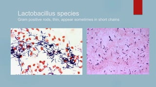 Lactobacillus species
Gram positive rods, thin, appear sometimes in short chains
 